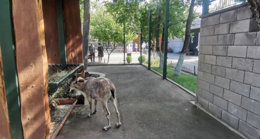 Животных нижегородского зоопарка переводят на летний режим работы