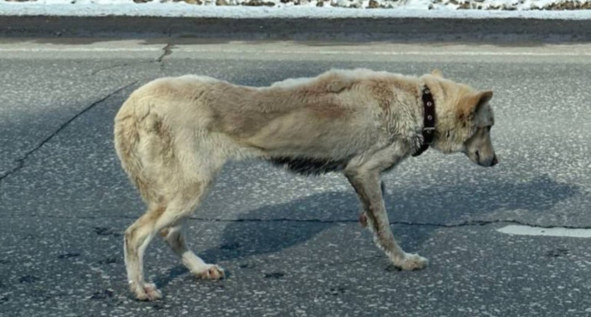 В Большемурашкинском районе нашли истощенную собаку на грани жизни и смерти