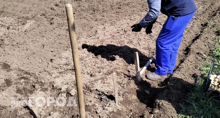 Россияне рискуют остаться без любимого занятия на майские: за посадку картошки будут штрафовать