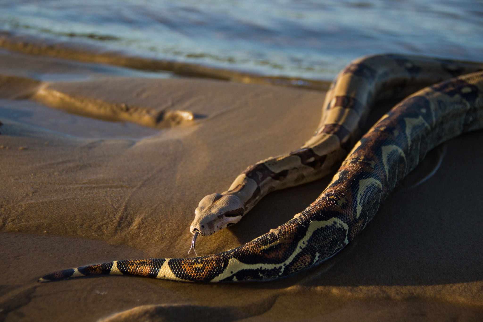 На пляжах Нижнего Новгорода выгуливают экзотических змей!