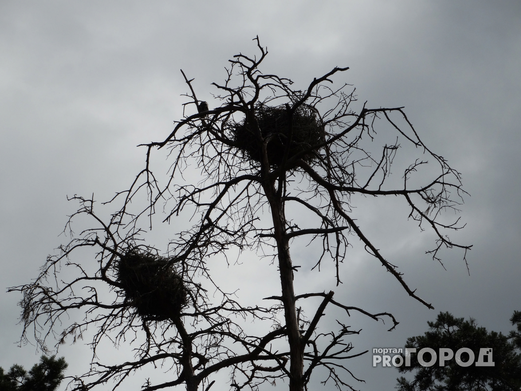 Власти Бутурлина разоряют птичьи гнезда, чтобы работать в тишине