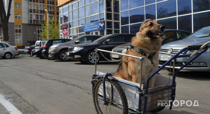 Из материалов коллег: Житель Саранска катается по городским дорогам вместе с псом-байкером
