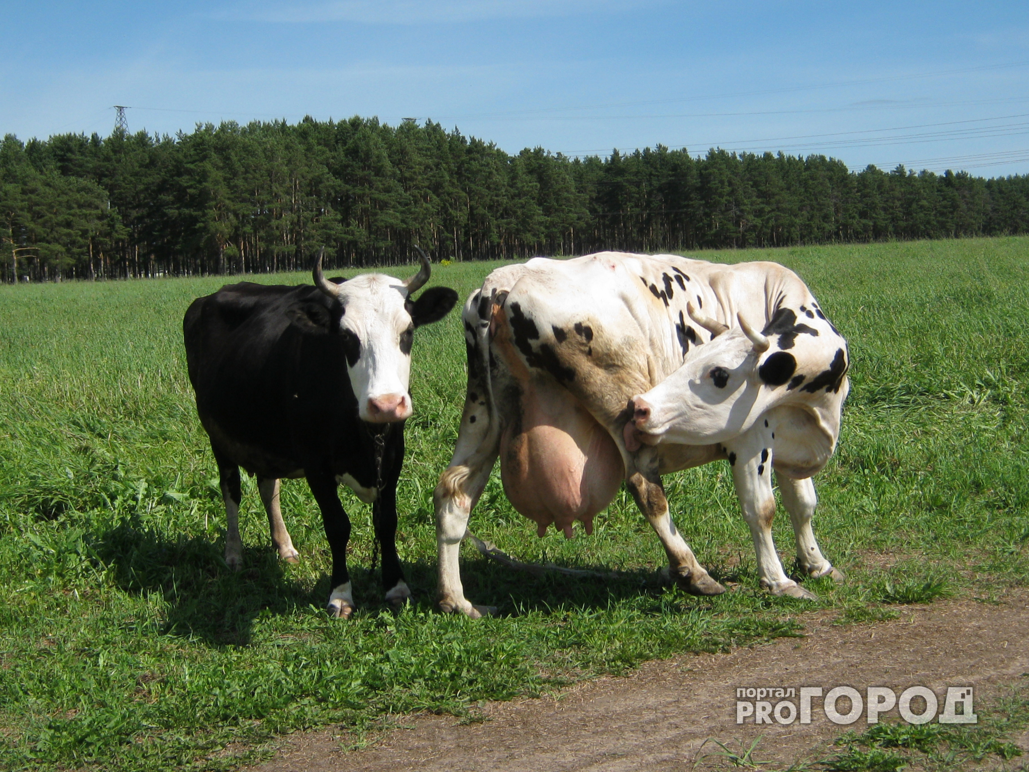 Нижегородская область вошла в пятерку лидеров по производству молока