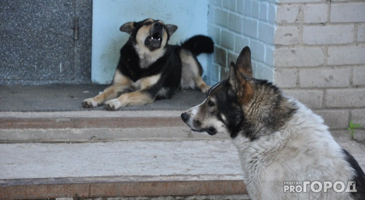 Жителя Выксы осудят за расстрел собак из окна автомобиля