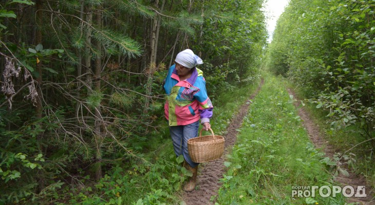 Женщину, пропавшую в нижегородских лесах, нашли спустя неделю