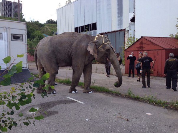 Слон на Гребном канале: в Нижнем Новгороде прошел рок-субботник
