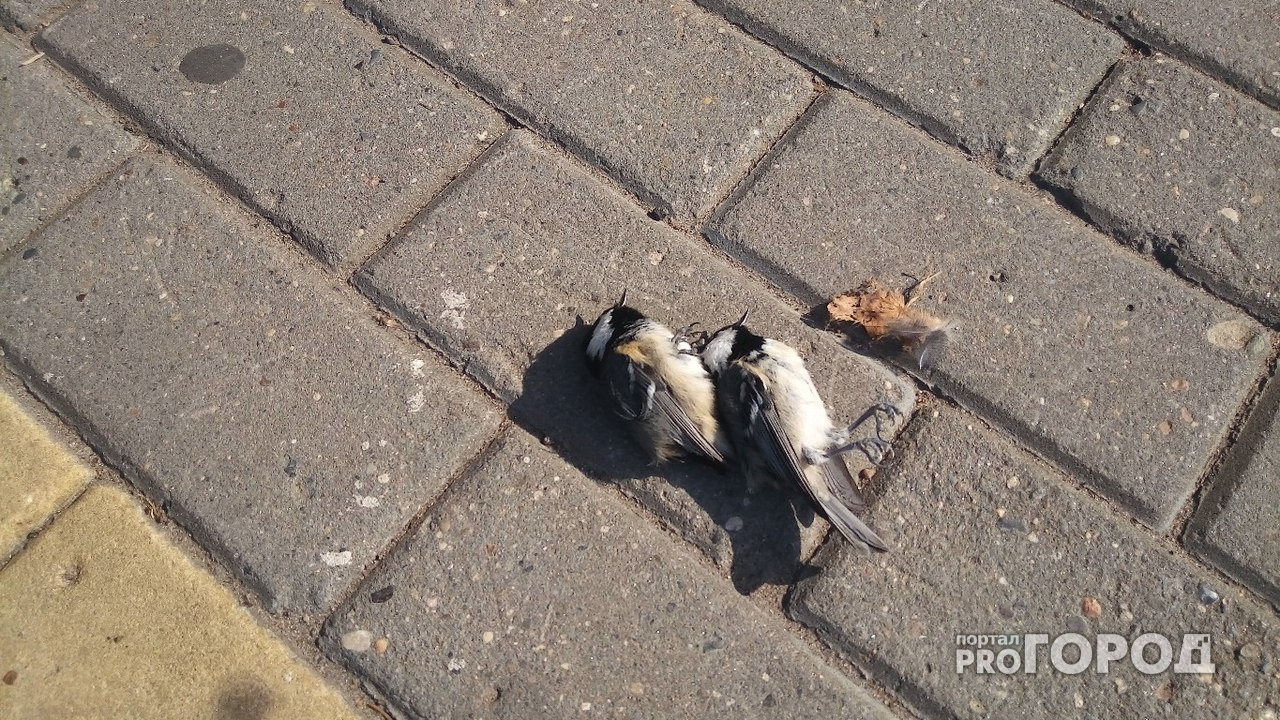 Улицы Нижнего Новгорода усеяны трупами птиц