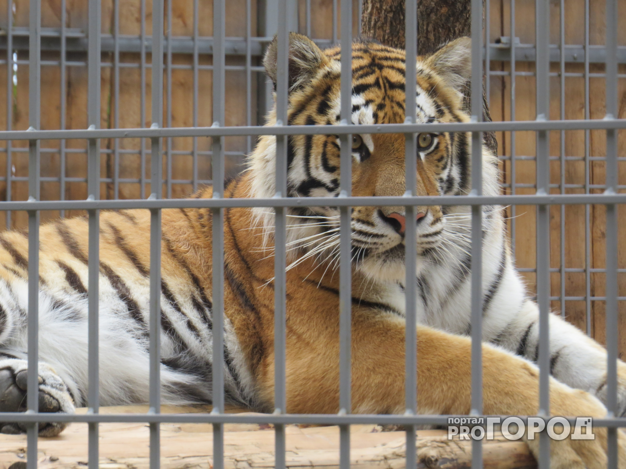В нижегородском зоопарке тигров кормили живыми кроликами на глазах у детей
