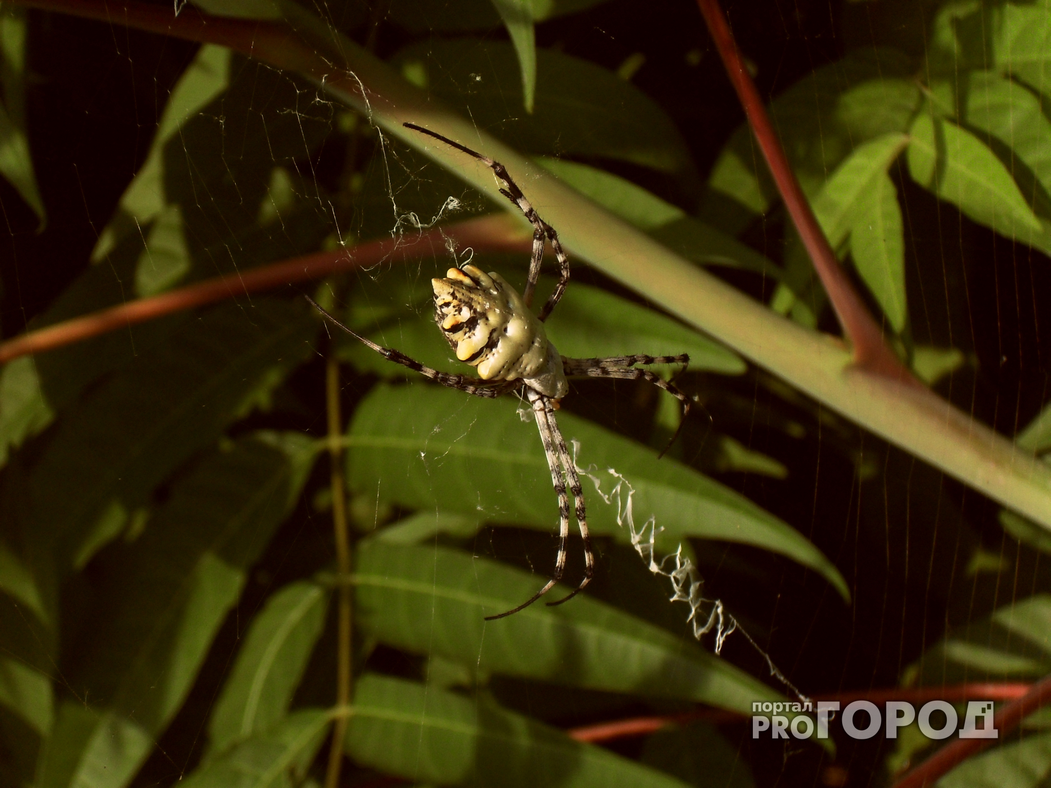 В нижегородских парках и скверах появились ядовитые пауки