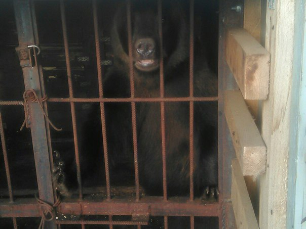 Нижегородцы держат двух медведей в голодном плену у себя дома
