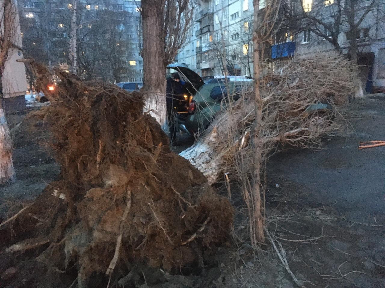 Упавшее из-за сильного ветра дерево придавило три автомобиля на улице Строкина