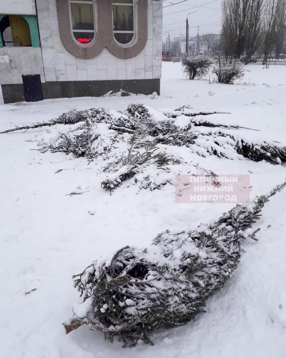 «Кладбище елок» образовалось на улицах Нижнего Новгорода после Нового года