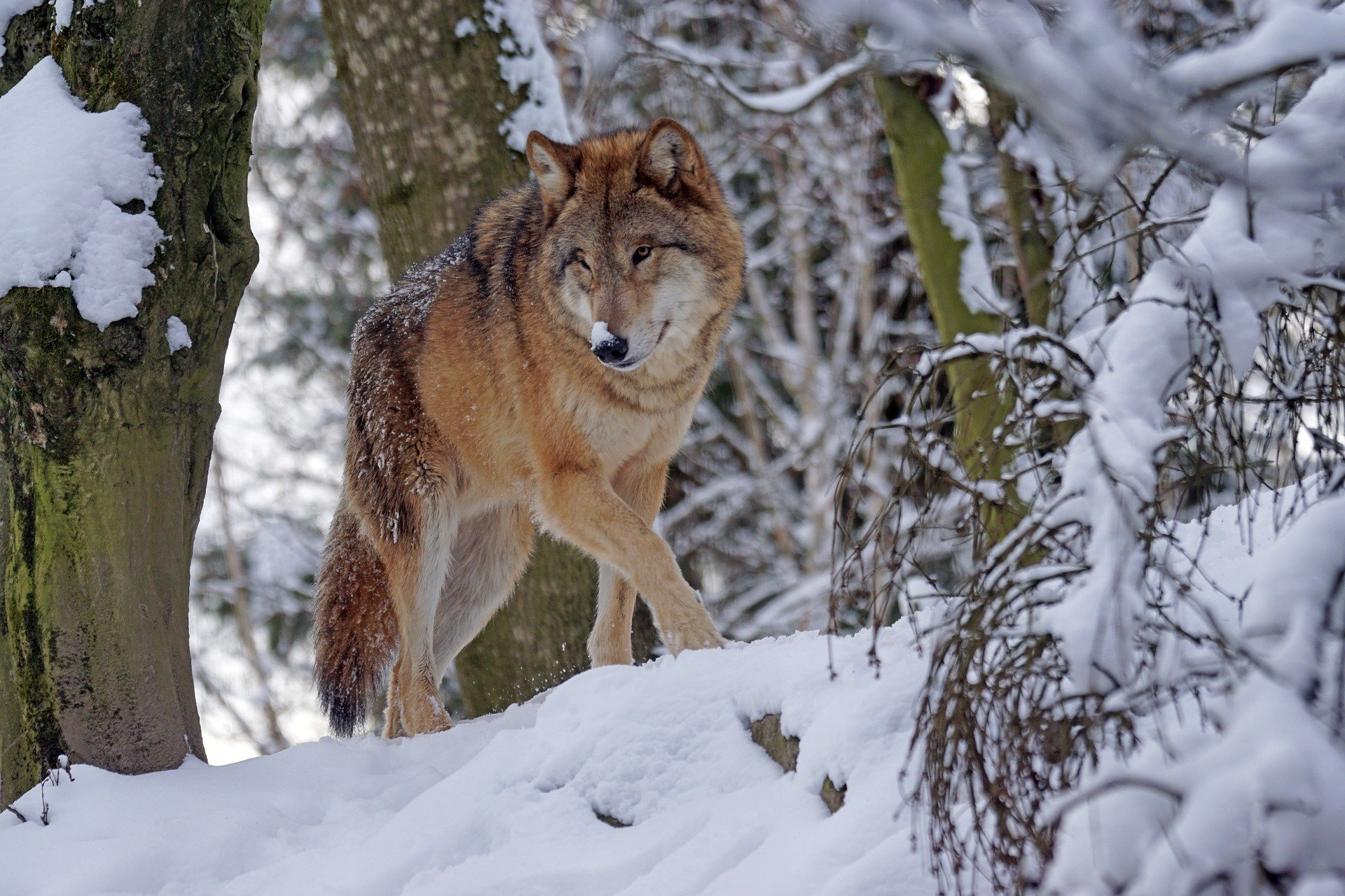 Нижегородские охотники убили стаю волков в Уренском районе