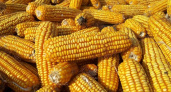 Молодой комбайнер погиб при уборке кукурузы в Нижегородской области
