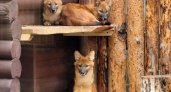 "Поющие" красные волки из нижегородского зоопарка получили имена