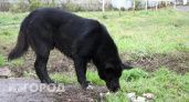 Нижегородцы пожаловались Бастрыкину на стаи агрессивных собак у школ
