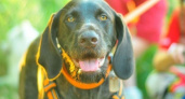 Нижегородские спасатели ищут потерявшуюся служебную собаку и обещают за нее 100 тысяч