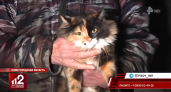 Кошка Страшила из Нижнего Новгорода спасла целый подъезд от пожара