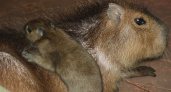 Нижегородский зоопарк объявил капибару животным года