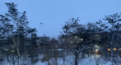 Слет пернатых: необычную картину наблюдают жители Дзержинска из окон домов