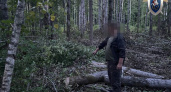 Предпринимателя из Краснобаковского района отправили под суд из-за убитого деревом лесоруба