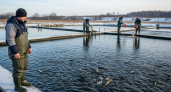 Бюджет-2026 оставил рыбоводов без копейки: власти оценят эффективность 700-тонного аквабизнеса