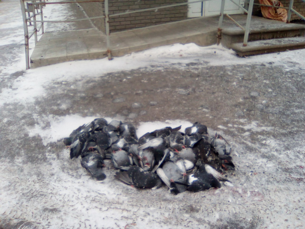Гора мертвых голубей у входа в "Почту России" на Бульваре Мира на Мещере в Нижнем Новгороде