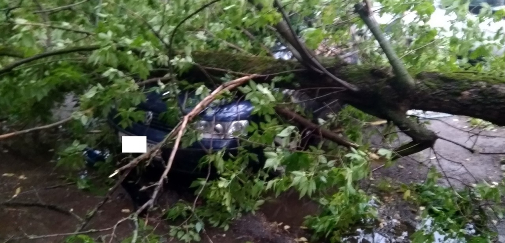 дерево упало на автомобиль на улице Сурикова 17 июля