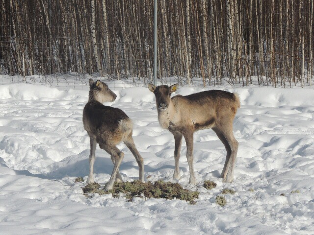две самки северного оленя в керженском заповеднике