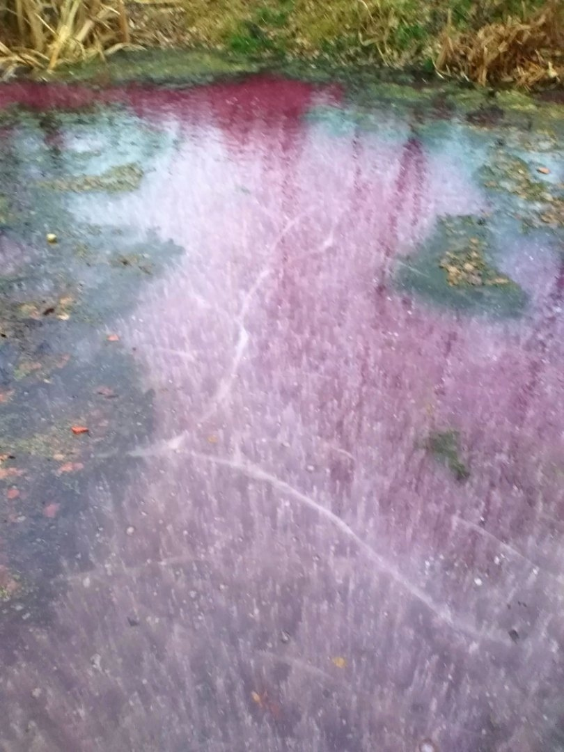 розовый лед на озере в Арзамасе