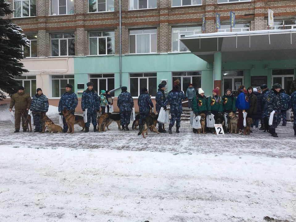 корги-полицейский занял второе место на соревнованиях среди служебных собак Нижегородской области