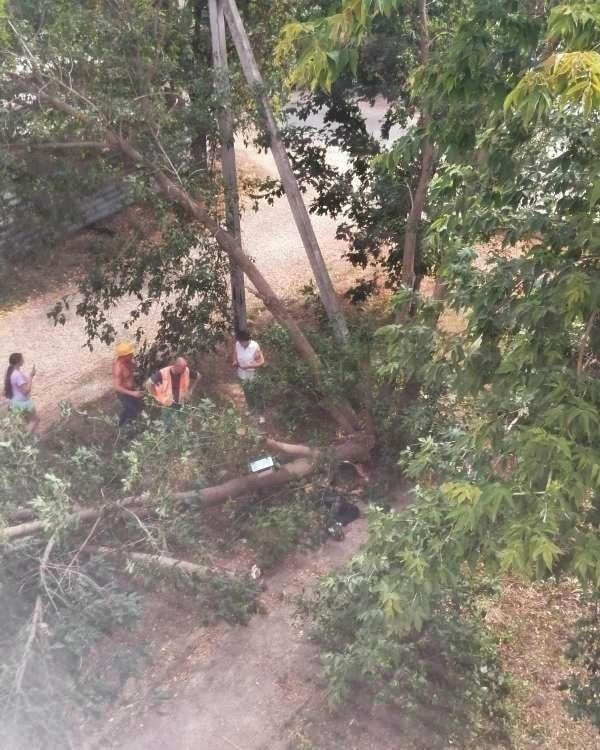 дерево раздавило мужчину в Арзамасе 12 августа