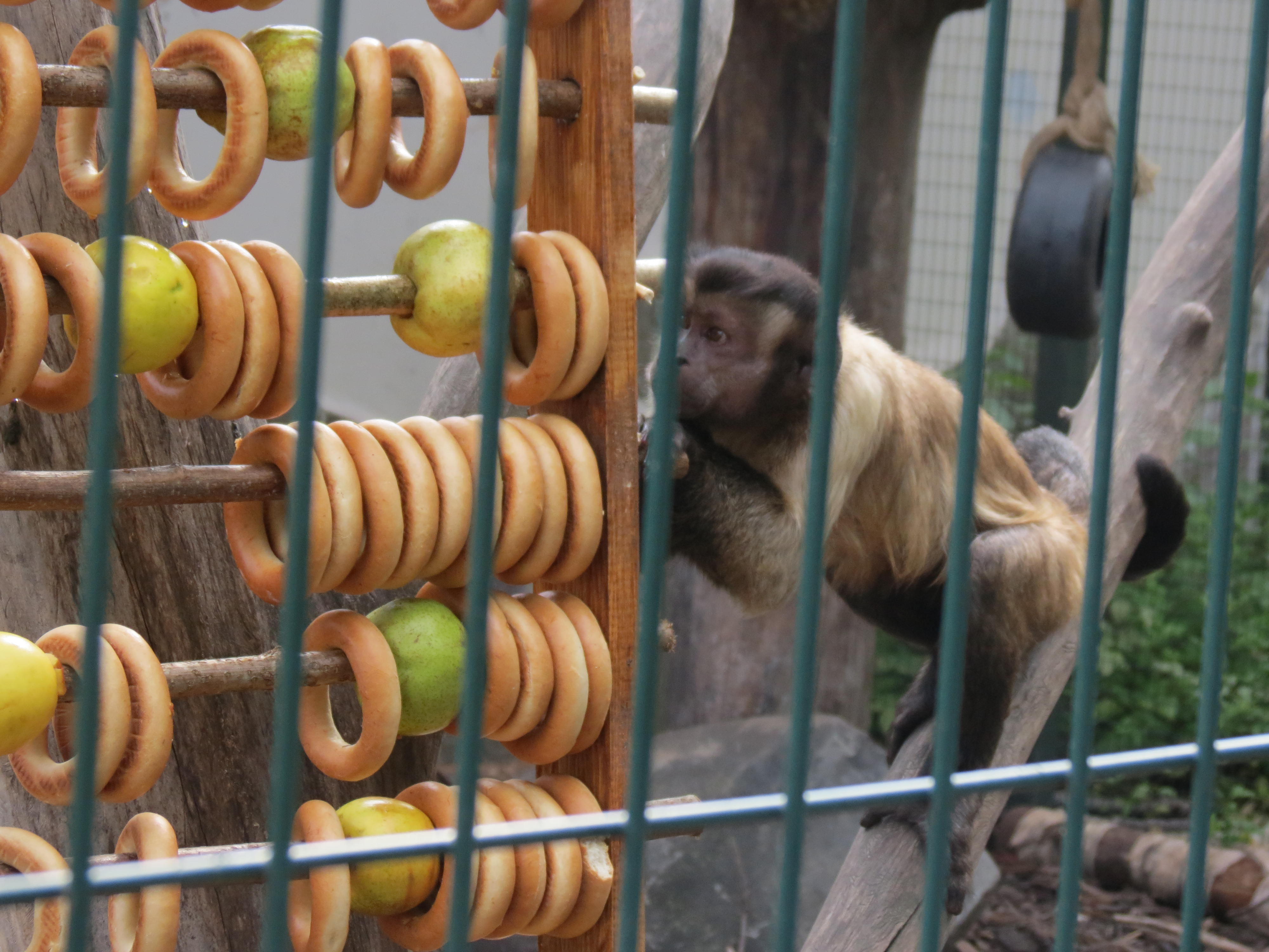 Новости зоопарка сегодня. Идеи для мини зоопарка. Мини зоопарк. Лимпопо Нижний Новгород зоопарк маленькие обезьянки. Обезьянка с баранками.