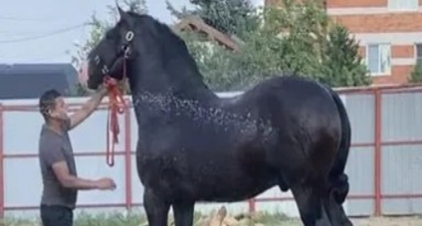 Нижегородец готов обменять одну лошадь на сотню “лошадей”