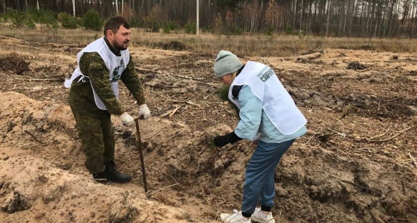 Никитин: «Наш регион вошел в пятерку лучших по итогам акции «Сохраним лес»