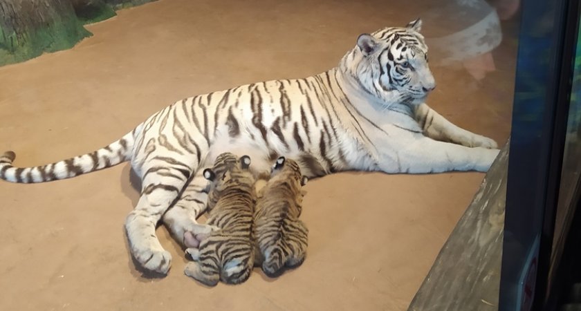Двое тигрят родились в зоопарке «Лимпопо» в Нижнем Новгороде