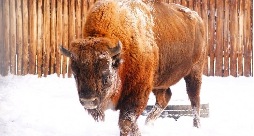 Нижегородский зоопарк лишился старейшего обитателя Мурата