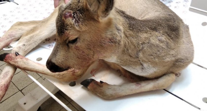 Жители Нижегородской области спасли попавшую в ДТП косулю