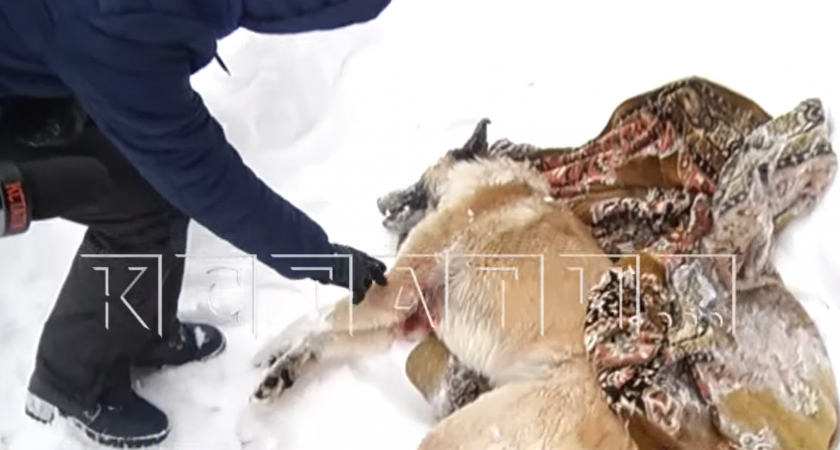 Жители начали отстреливать собак на улицах Выксунского района 