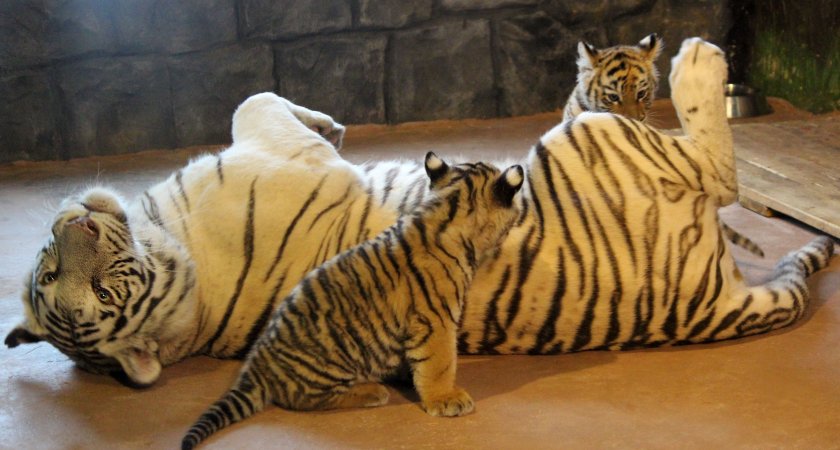 Нижегородцам предлагают выбрать имена для родившихся в зоопарке тигрят