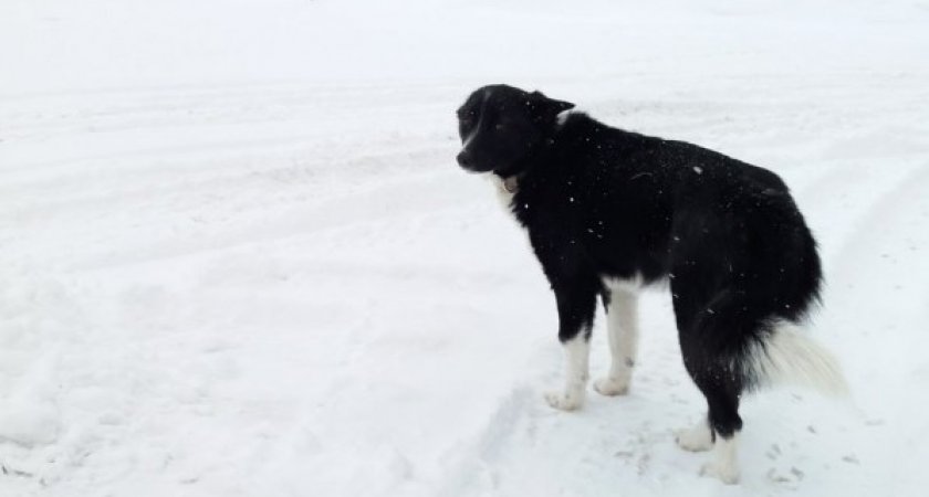 Нападение бездомного пса побудило СК провести проверки в администрации Бора