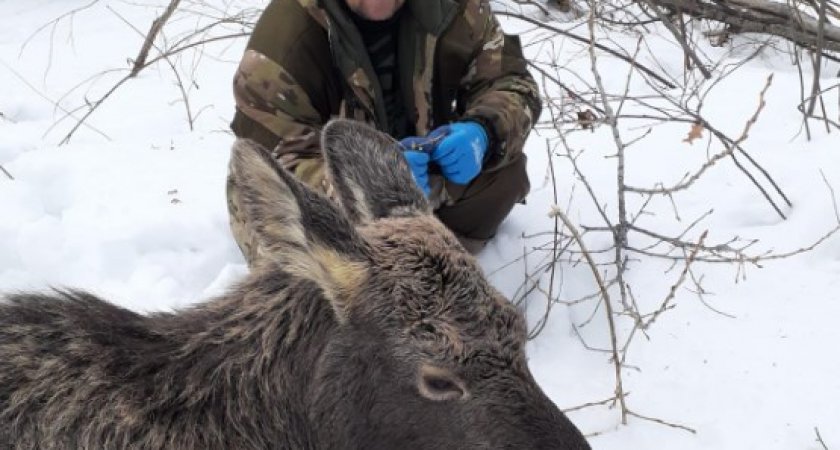 Стадо лосей провалилось под лед в Нижегородской области