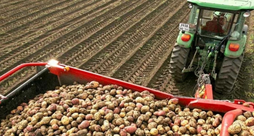 Цена на нижегородскую картошку взлетела почти в 3 раза 