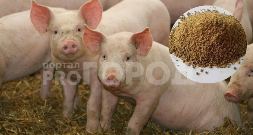 В Нижегородской области вирус африканской чумы свиней нашли в муке