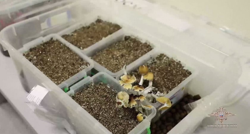 Научный сотрудник ННГУ выращивал псилоцибиновые грибы для личного использования