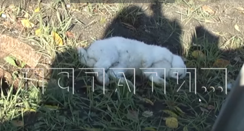 9000 кроликов пострадали в результате ДТП в Нижегородской области