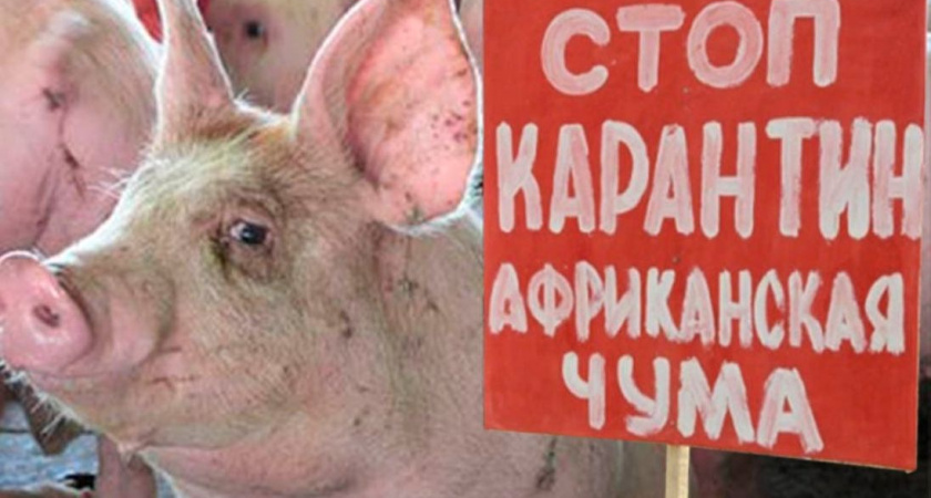 Чрезвычайная ситуация из-за чумы свиней введена в Нижегородской области