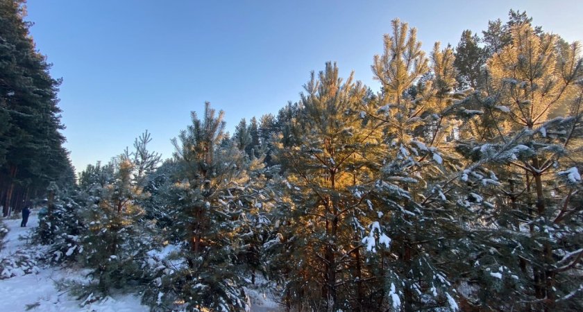 Нижегородцы могут съездить в лес сами и срубить елку от 10 рублей за штуку