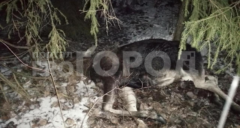 В Нижегородской области в ДТП насмерть сбили лося, пострадали три человека
