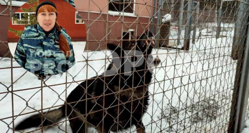 Нижегородский кинолог дала девять советов, как спастись при нападении бойцовской собаки 